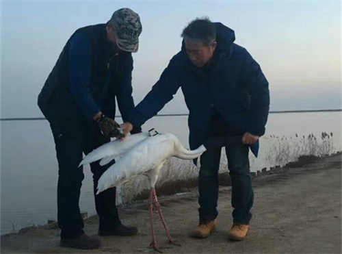 球王会,湖南野生动物追踪,湖南卫星追踪器,湖南追踪器