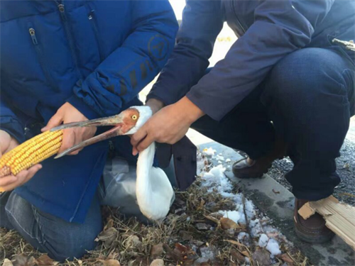 球王会,湖南野生动物追踪,湖南卫星追踪器,湖南追踪器