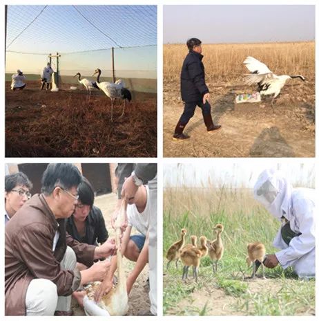 球王会,湖南野生动物追踪,湖南卫星追踪器,湖南追踪器