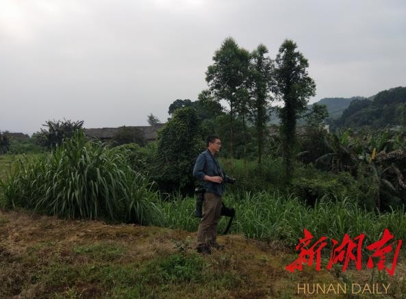 攸县兴林油茶,油茶苗,油茶果,轻基质杯苗,裸根苗,油茶苗价钱,油茶苗批发,油茶苗基地