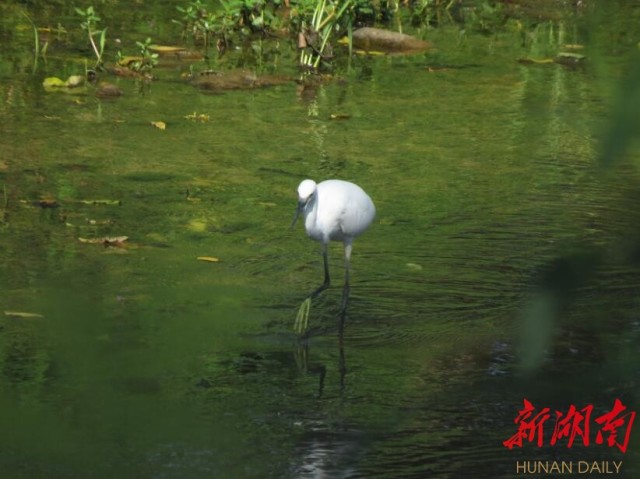 攸县兴林油茶,油茶苗,油茶果,轻基质杯苗,裸根苗,油茶苗价钱,油茶苗批发,油茶苗基地