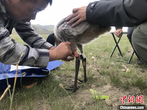 球王会,湖南野生动物追踪,湖南卫星追踪器,湖南追踪器