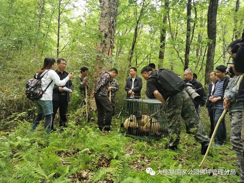 球王会,湖南野生动物追踪,湖南卫星追踪器,湖南追踪器