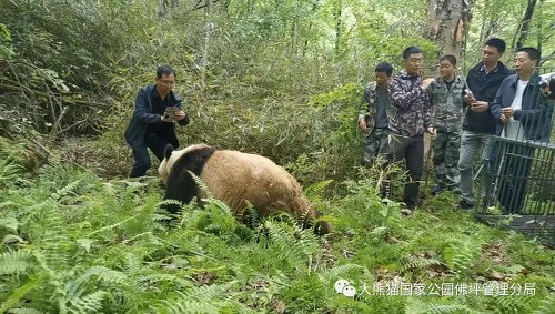 球王会,湖南野生动物追踪,湖南卫星追踪器,湖南追踪器