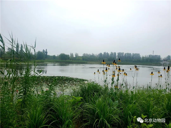 球王会,湖南野生动物追踪,湖南卫星追踪器,湖南追踪器