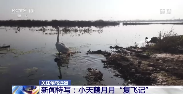 球王会,湖南野生动物追踪,湖南卫星追踪器,湖南追踪器