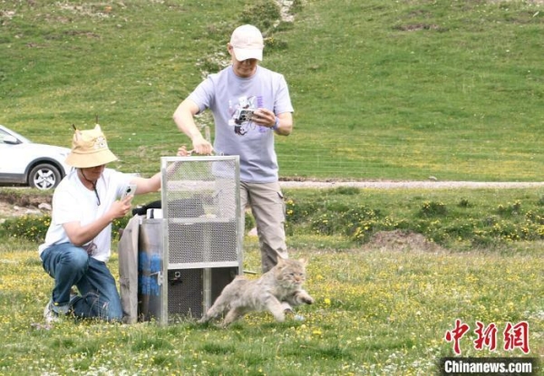 球王会,湖南野生动物追踪,湖南卫星追踪器,湖南追踪器